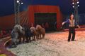 Moscow Star Circus in Beringen