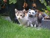 Vandaag Werelddierendag