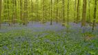 Op bezoek in het Hallerbos