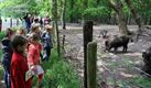 Op zoek naar wilde zwijnen in Koersel