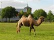 Het circus was in de stad