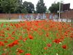 In Beringse velden bloeien de klaprozen