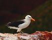 Vakantiegroeten uit... Helgoland