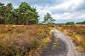 De heide staat in bloei