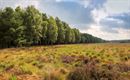 De heide staat in bloei