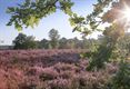 Ook Kattenbosserheide in bloei