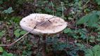 Natuurspeurdertjes met kabouters en paddenstoelen