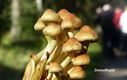 Paddenstoelen spotten in Koersel