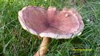 Paddenstoelen spotten in Koersel