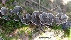 Paddenstoelen spotten in Koersel