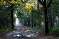 Herfstzonnetje in de Blekerheide