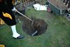 De koningsboom is geplant!