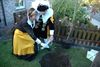 De koningsboom is geplant!