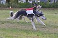 Windhonden Coursing Beringen