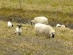 Lammetjes op terril van Beringen