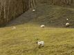 Lammetjes op terril van Beringen