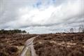 Zalig wandelen in de Blekerheide