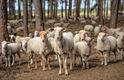 Bloeiende klaprozen op de Blekerheide