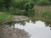 Veel sterfte onder broedvogels door regenval