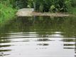 Veel sterfte onder broedvogels door regenval