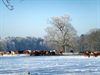 Winter in Overpelt