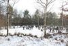 Winter in Overpelt