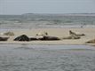 Eilandhoppen in de Waddenzee