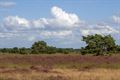 De geur van nieuwe heide