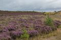 Een kijk op de heide