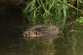 Een bever in de Dommel