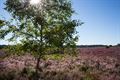 Kattenbosserheide in de bloei