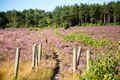 Kattenbosserheide in de bloei