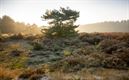 Herfstkleuren op de Blekerheide