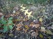 Alweer wat herfstbeelden