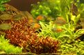 Aquariumclub Zilverhaai zet Olmense Zoo onderwater