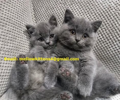 Britse Korthaar-kittens met blauwe