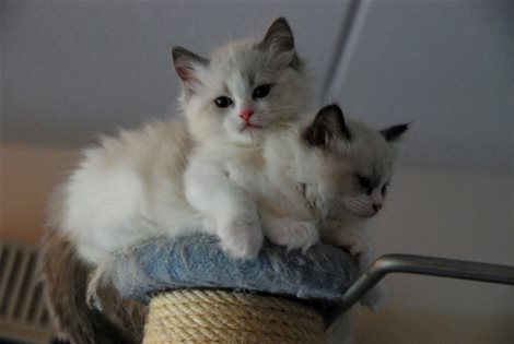 Ragdoll-kittens M/V