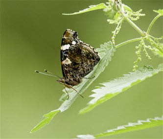 Op zoek naar zomerse fladderaars