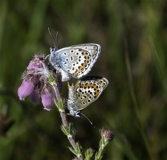 Vlinders in de nazomer