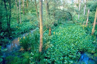 Bijzondere natuur en typische vegetaties