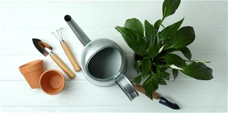 Workshop Urban Jungle: Basic Plantcare
