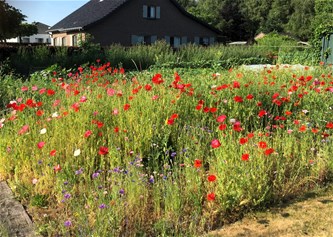 Samen zaaien voor meer natuur