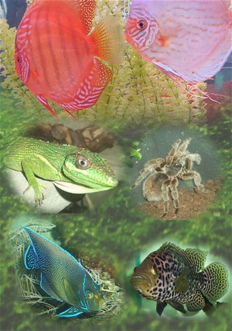 Jeugdavond bij aquariumclub Zilverhaai