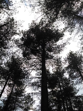 Keltische bomenwandeling