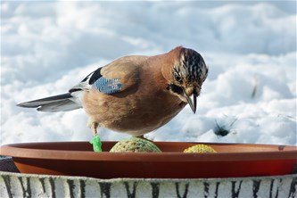 Natuurspeurdertjes...