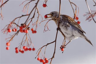 Winterse vogelspotting