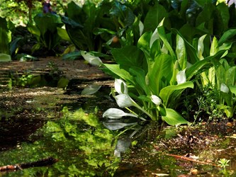 Als de planten konden spreken...