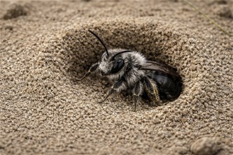 Excursie: Bestuivers in onze natuur