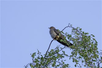 Vroege vogelwandeling met ontbijt