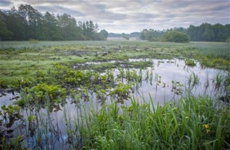 De Zwarte Beek en de kracht van Natura